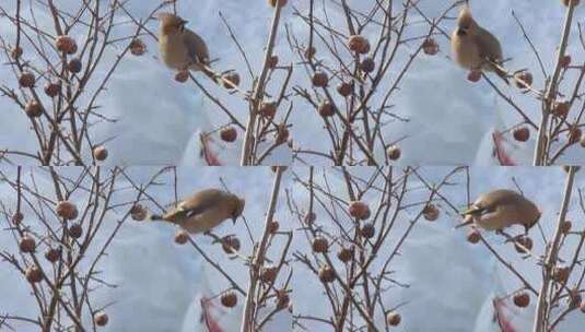 冬天红果子树上的鸟儿在东张西望的啼叫高清在线视频素材下载