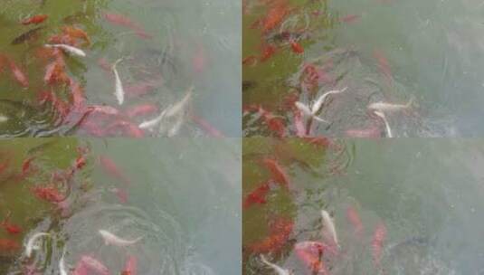 池塘金鱼鲤鱼观赏鱼实拍高清在线视频素材下载