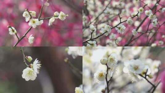 唯美春天梅花盛开素材实拍视频素材高清在线视频素材下载