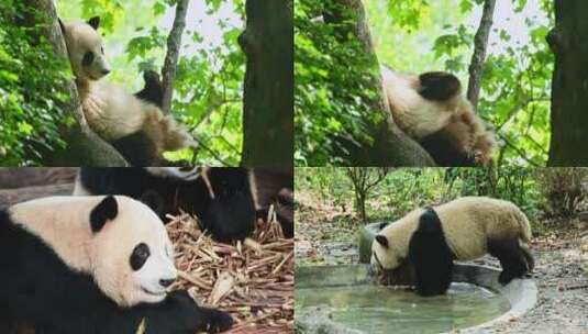大熊猫合集高清在线视频素材下载