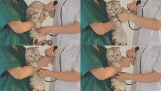宠物医生为猫咪诊断高清在线视频素材下载