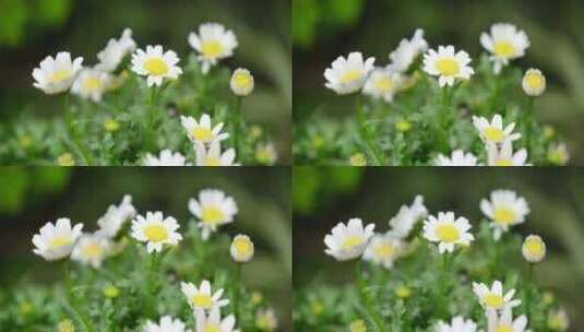 春天 细雨 小菊花 10高清在线视频素材下载