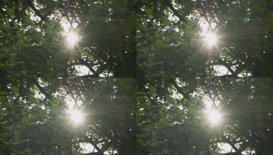 森林树叶阳光逆光星芒刺眼高清在线视频素材下载