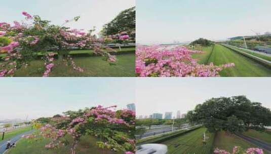 广州琶洲满城皆是异木棉穿越机航拍4K视频高清在线视频素材下载