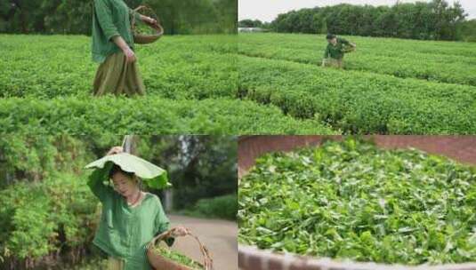 采茶姑娘菊叶茶生态三农农业生产高清在线视频素材下载