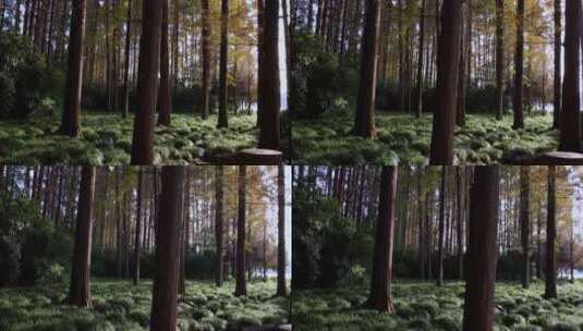 秋天的水杉林高清在线视频素材下载