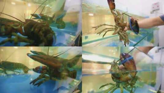 抓龙虾 澳洲龙虾高清在线视频素材下载