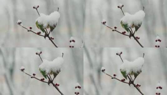 大雪后树枝头的积雪特写高清在线视频素材下载