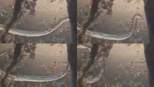 寄生虫线虫的显微镜高清在线视频素材下载