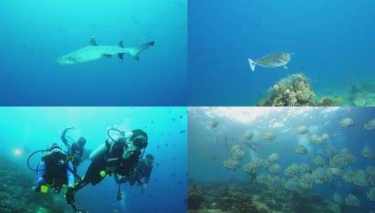 海底世界 美丽的大海深处 海底潜水拍摄高清在线视频素材下载
