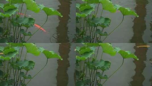 荷花下的锦鲤鱼实拍高清在线视频素材下载