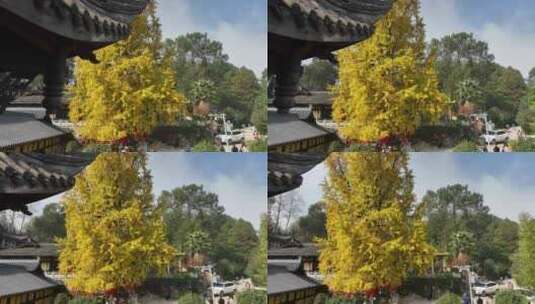 重庆天心寺银杏航拍高清在线视频素材下载