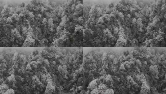 树木雾凇霜冻高清在线视频素材下载