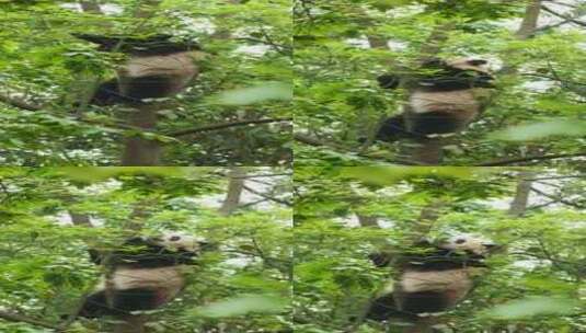 竖屏拍摄一只国宝大熊猫爬树吃春天嫩叶高清在线视频素材下载