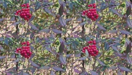 树叶和红色的果实在微风中摇动高清在线视频素材下载