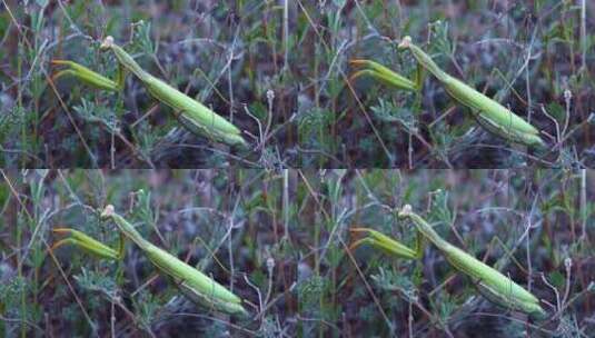 草丛里的螳螂特写高清在线视频素材下载