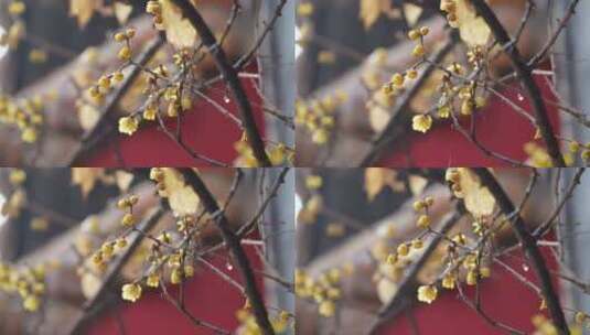 腊梅4K升格 拍摄于石家庄十方院高清在线视频素材下载