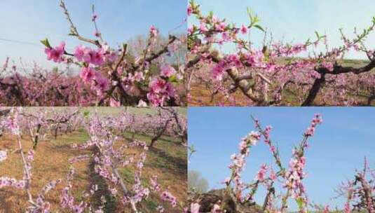 桃园 桃林 春暖花开 春天 桃花特写高清在线视频素材下载