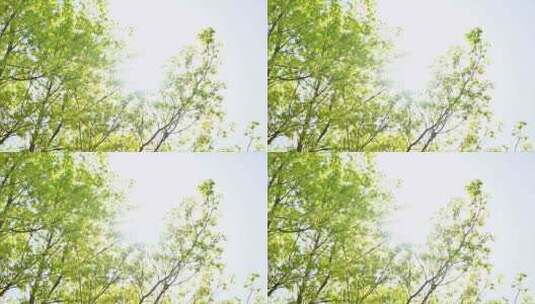 春天阳光下绿色发芽的五角枫树枝叶花苞特写高清在线视频素材下载