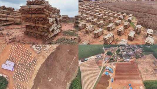 湛江桉木木材生产基地高清在线视频素材下载