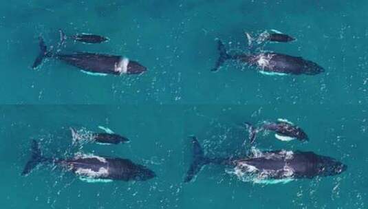 座头鲸妈妈和小牛一起游泳的俯视图高清在线视频素材下载