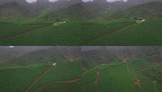 咖啡种植生产基地高清在线视频素材下载