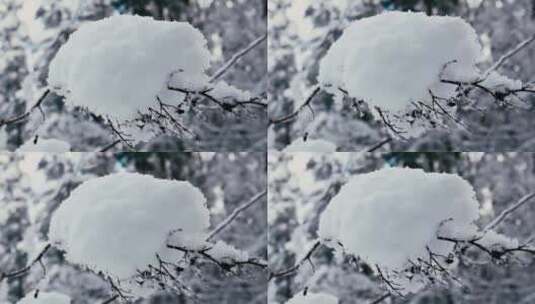 特写落满积雪的树枝雪花特写雾凇高清在线视频素材下载