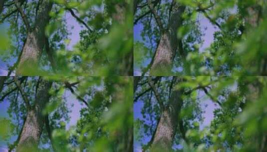 森林树木绿叶树枝风景高清在线视频素材下载