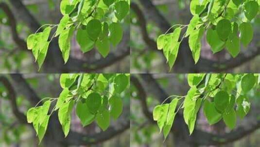 春天阳光下生长梨树树叶特写高清在线视频素材下载