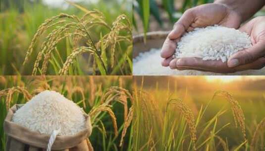 农业大米水稻丰收丰收稻谷稻田播种乡村高清在线视频素材下载