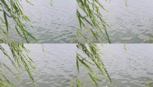 水边摇曳的柳条湖水高清在线视频素材下载