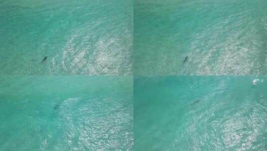 奥尔巴尼西澳大利亚Pt3清澈水域鲨鱼的无高清在线视频素材下载
