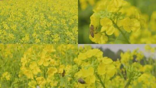 蜜蜂采蜜 油菜花 蜂蜜 蜂糖 养蜂人高清在线视频素材下载