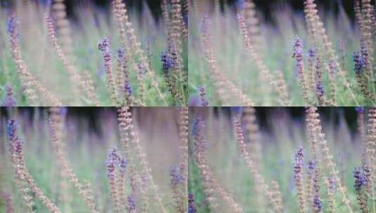 紫色的花薰衣草鼠尾草蜜蜂高清在线视频素材下载