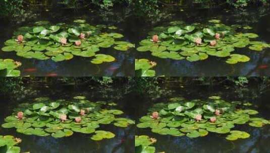 夏日荷塘风光，锦鲤从莲花莲叶旁游过高清在线视频素材下载