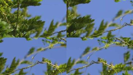 植物叶子绿叶枝叶空镜风景大自然树叶高清在线视频素材下载