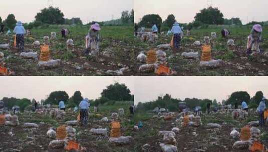 农村农业农民土豆种植收获丰收高清在线视频素材下载