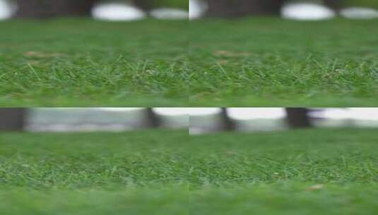 草地上的嫩绿高清在线视频素材下载