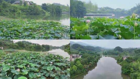 湿地公园荷花 湿地公园 荷花高清在线视频素材下载