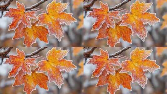 冬天唯美雪景高清在线视频素材下载