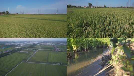航拍 天津 小站稻 水稻 大米 生态农业 三农高清在线视频素材下载