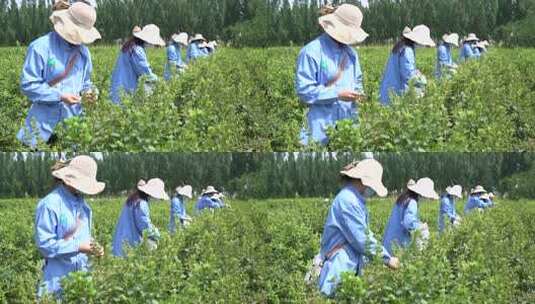 金银花 金银花种植 金银花收获高清在线视频素材下载