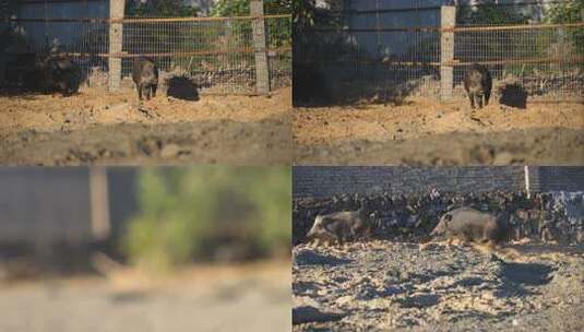 野猪 野猪养殖 猪 中国黑猪高清在线视频素材下载