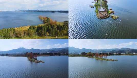 滇池干沟尾湿地海鸥飞翔高清在线视频素材下载