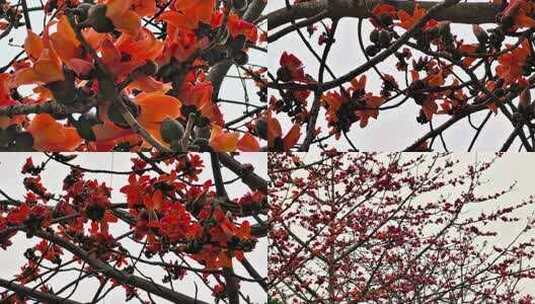 木棉花树枝特写高清在线视频素材下载
