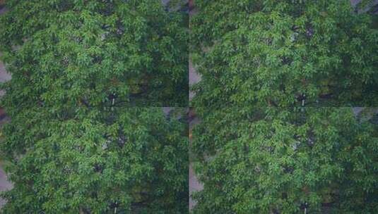 下雨茂密绿树雨景高清在线视频素材下载