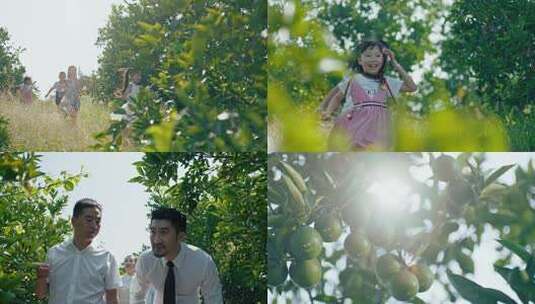 【4K】三农果园深入基层高清在线视频素材下载