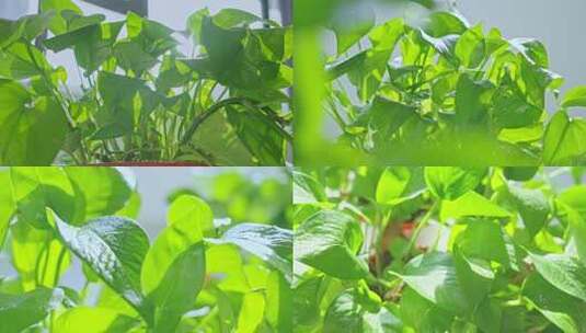 绿箩盆栽高清在线视频素材下载