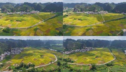 上林水稻田大面积航拍丰收高清在线视频素材下载