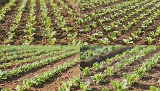 农田蔬菜幼苗生长景象高清在线视频素材下载